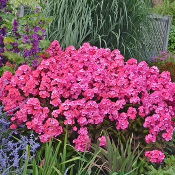 Phlox paniculata 'Glamour Girl' - Garden Phlox