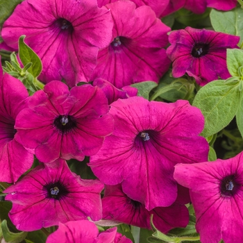 Petunia hybrid - Supertunia® Royal Magenta