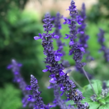 Salvia longispicata x farinacea - Rockin® Playin' the Blues®