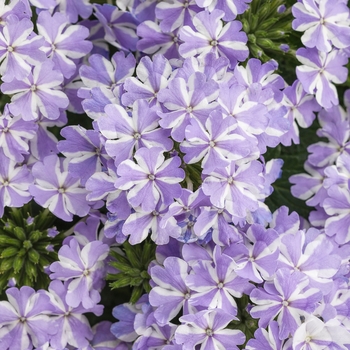 Verbena 'Stormburst' - Superbena® Verbena