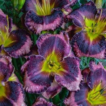 Hemerocallis hybrid - Rainbow Rhythm® Storm Shelter