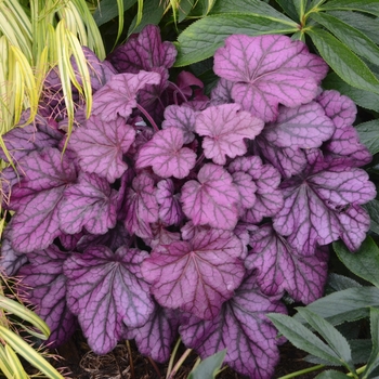 Heuchera 'Wild Rose' 'PPAF'' - Coral Bells