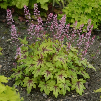 Heucherella hybrid 'Eye Spy' - Fun and Games®