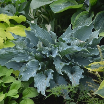 Hosta hybrid - Shadowland® 'Waterslide'