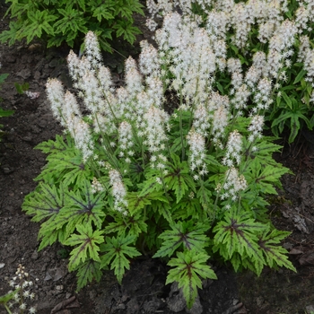 Tiarella hybrid 'Cutting Edge' - Foamflower