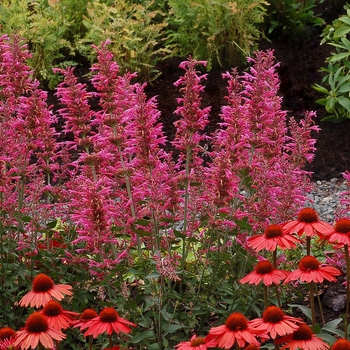 Agastache hybrid 'Morello' - Anise Hyssop