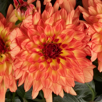 Dahlia hybrid - Dalina® Grande Tequila