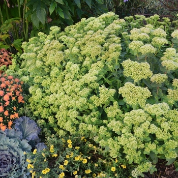 Sedum hybrida - Rock N Grow® 'Lemonjade'