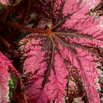 Begonia 'T Rex™ Dancing Peacock' - Begonia, Rex