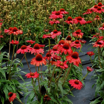 Echinacea 'Kismet Red' - Coneflower