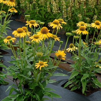 Echinacea 'Kismet Yellow' - Coneflower