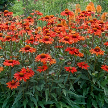 Echinacea 'Kismet Intense Orange' - Coneflower