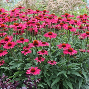 Echinacea 'Kismet Raspberry' - Coneflower