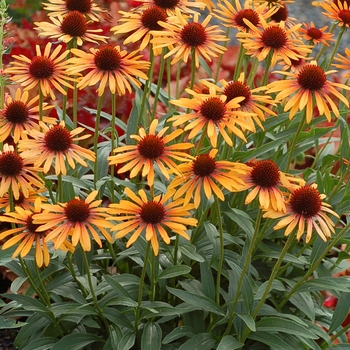 Echinacea 'Flame thrower' - Prairie Pillars™ Coneflower