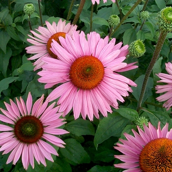 Echinacea purpurea 'Ruby Giant' - Coneflower