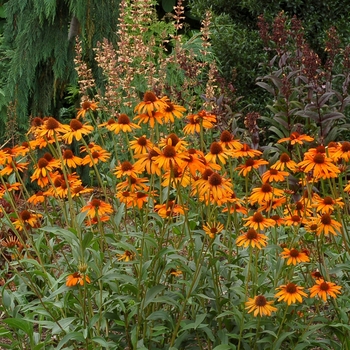 Echinacea 'Tiki Torch' - Coneflower