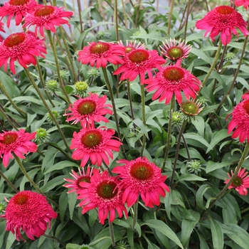 Echinacea 'Cara Mia Rose' - Coneflower