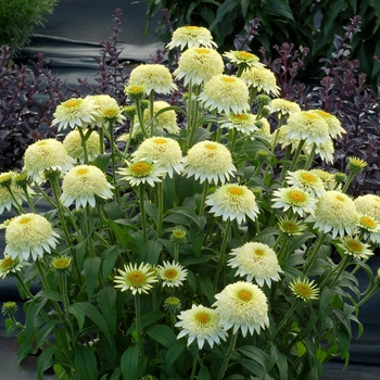 Echinacea 'Puff Vanilla' - Coneflower