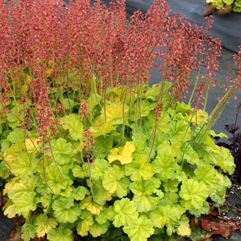 Heuchera 'Northern Exposure Lime' - Coral Bells