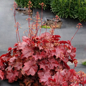 Heuchera 'Northern Exposure Red' - Coral Bells