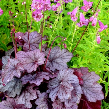 Heuchera 'Georgia Plum' - Coral Bells