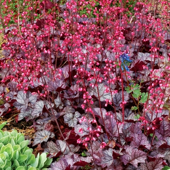 Heuchera 'Glitter' - Coral Bells