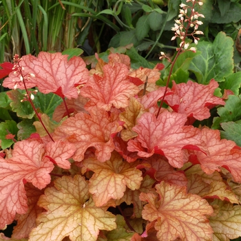 Coral Bells