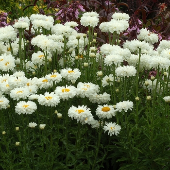 Leucanthemum x superbum 'Victorian Secret' - Shasta Daisy