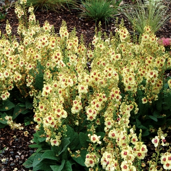 Verbascum 'Dark Eyes' - Mullein