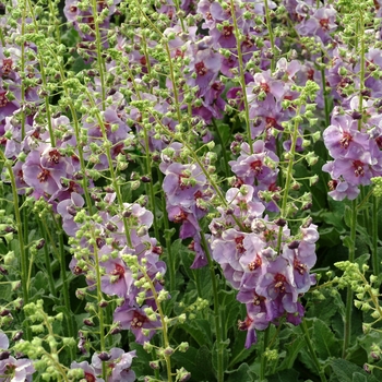 Verbascum 'Plum Smokey' - Mullein