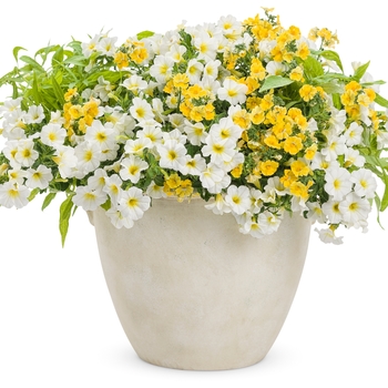 Calibrachoa 'Over Easy™' PPAF (Million Bells) - Superbells® Over Easy™