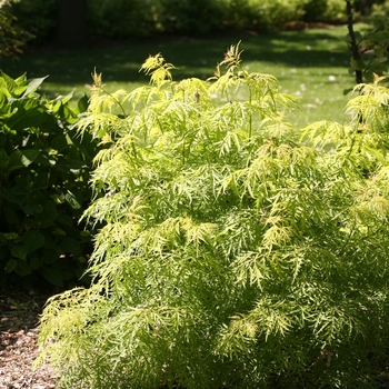 Sambucus racemosa - Lemony Lace®