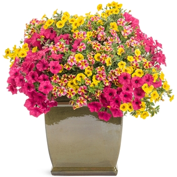 Calibrachoa 'Holy Moly!®' USCALCHSTM (Calibrachoa) - Superbells® Holy Moly!®