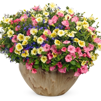 Petunia 'Pactoyel' USPP 23,282 (Petunia) - Supertunia® Limoncello®