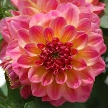 Dahlia Hypnotica® Rose Bicolor - Dahlia 