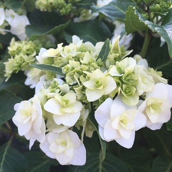 Hydrangea macrophylla 'Wedding Gown' - Wedding Gown Hydrangea