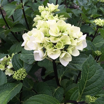 Hydrangea macrophylla 'Onyx Zebra' - Hydrangea
