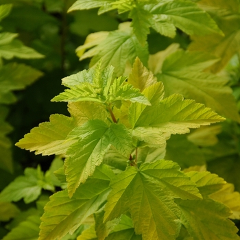 Physocarpus opulifolius - Lemon Candy™ 