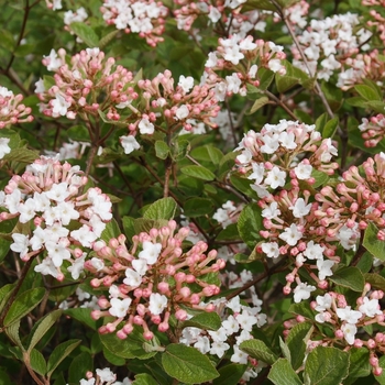 Viburnum carlesii 'JN Select A' (Koreanspice Viburnum) - Spice Island&8482; Koreanspice Viburnum