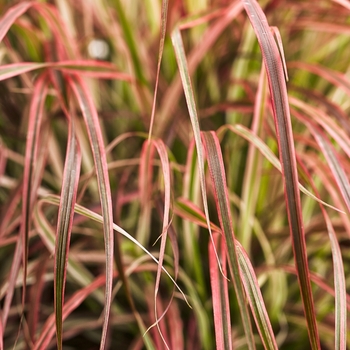 Pennisetum setaceum 'Fireworks' - Fireworks Fountain Grass