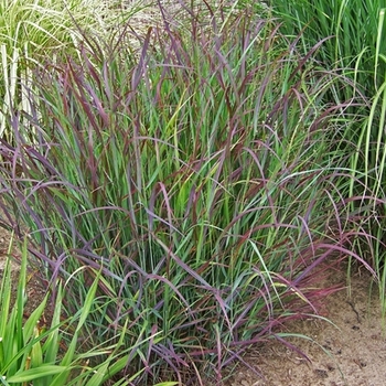 Panicum virgatum - 'Cheyenne Sky'