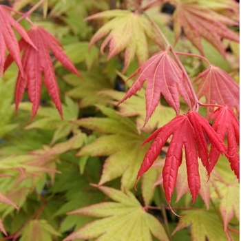 Acer shirasawanum 'Munn 001' (Full Moon Maple) - Moonrise&8482; Full Moon Maple