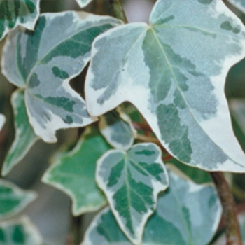 Hedera helix 'Glacier' (Glacier Ivy) - Proven Accents® Glacier