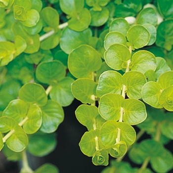 Lysimachia nummularia 'Goldilocks' - Creeping Jenny