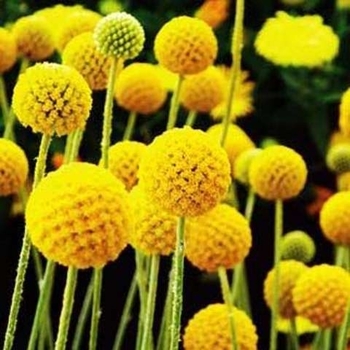 Craspedia globosa 'Golf Beauty' - Craspedia