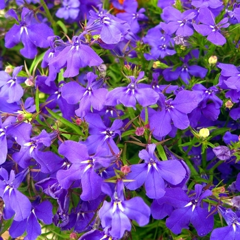 Lobelia erinus 'Crystal Palace' - Lobelia