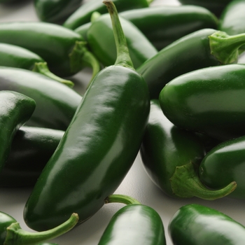 Capsicum annuum 'Jalapeño La Bomba' - Pepper, Hot