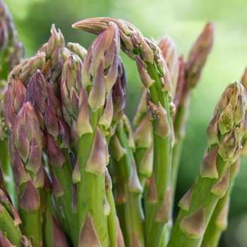 Asparagus officinalis 'Jersey Knight' - Asparagus