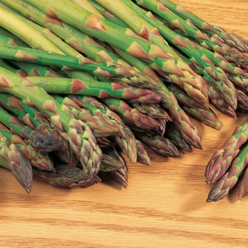 Asparagus officinalis 'Mary Washington' - Asparagus