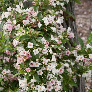 Weigela florida 'Sonic Bloom® Pink' - Weigela